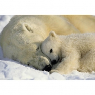 Фотообои бумажные Белый медведь